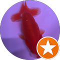 金魚の渋川 金魚の渋川