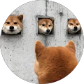 hoi hoi
