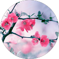 Yukie M