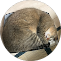 ちち ちち