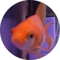 シンガ シンガ