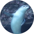かしとも