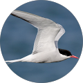 Tern Arctic (ArcticTern) Tern Arctic (ArcticTern)