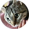 きじとら