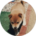 子犬e 子犬e