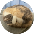 しらす しらす