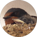 わたり鳥 わたり鳥